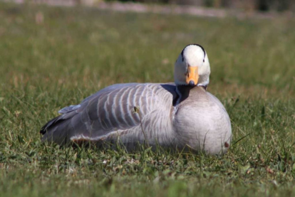 A ave que voa mais alto supera até aviões comerciais