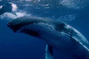 O maior animal do planeta se alimenta quase só de pequenos crustáceos