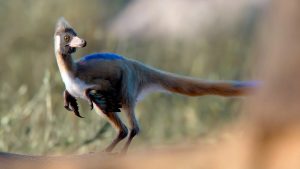 Fóssil de dinossauro do tamanho de uma galinha encontrado na Patagônia revela novas pistas sobre a evolução dos alvarezsauros.