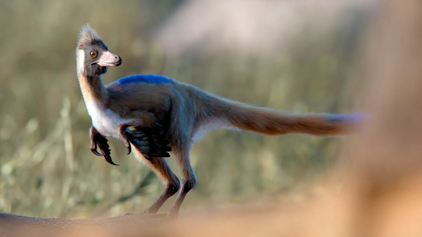 Fóssil de dinossauro do tamanho de uma galinha encontrado na Patagônia revela novas pistas sobre a evolução dos alvarezsauros.