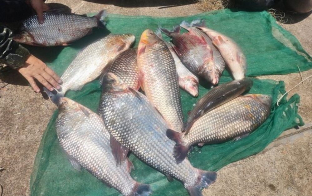 Flagrados com 32 kg de peixes, dupla recebe R$ 3,2 mil em multas e pode responder por crime ambiental