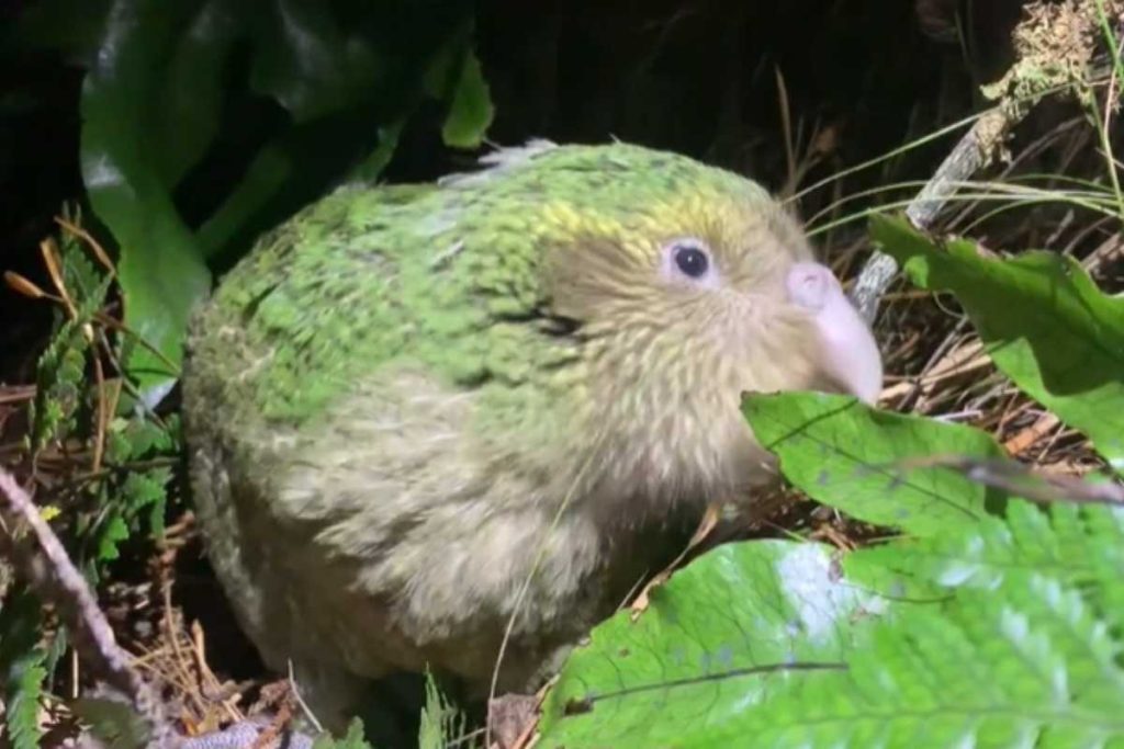 Nasce primeiro filhote de kākāpō, uma das aves mais raras do mundo