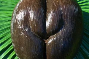 A maior semente do mundo impressiona pelo tamanho e pela árvore que origina