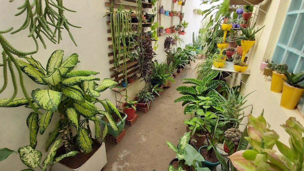 5 plantas que ajudam a reduzir a presença de insetos no quintal podem deixar o jardim mais bonito e protegido ao mesmo tempo.