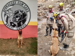 Afra: uma heroína de quatro patas que honrou Goiás até o fim