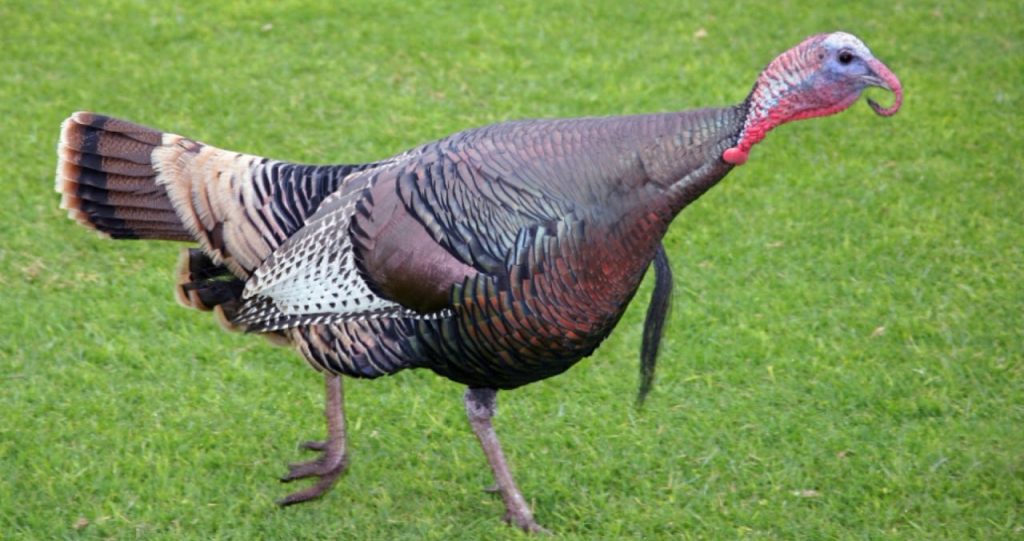 Por que a ave peru acabou dando nome a dois países diferentes