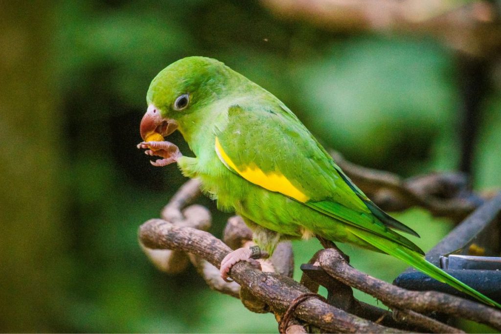 quando periquitos começam a aparecer perto da sua casa