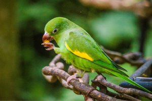quando periquitos começam a aparecer perto da sua casa