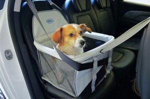 levar cães e gatos no carro