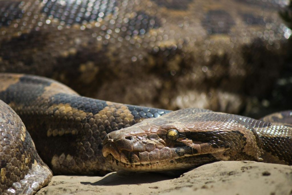 A maior cobra já medida
