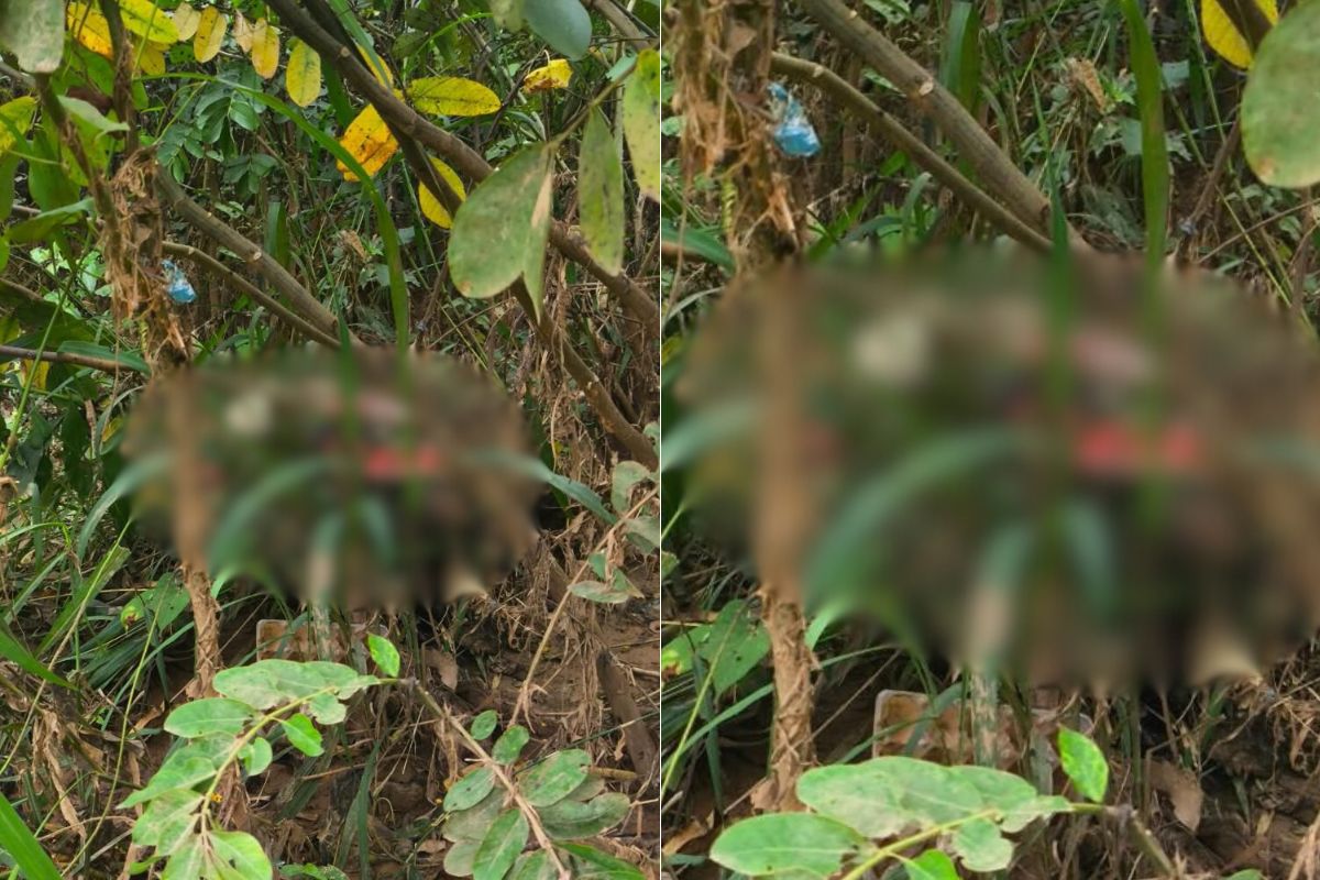 Corpo em estado avançado de decomposição é encontrado em Anápolis