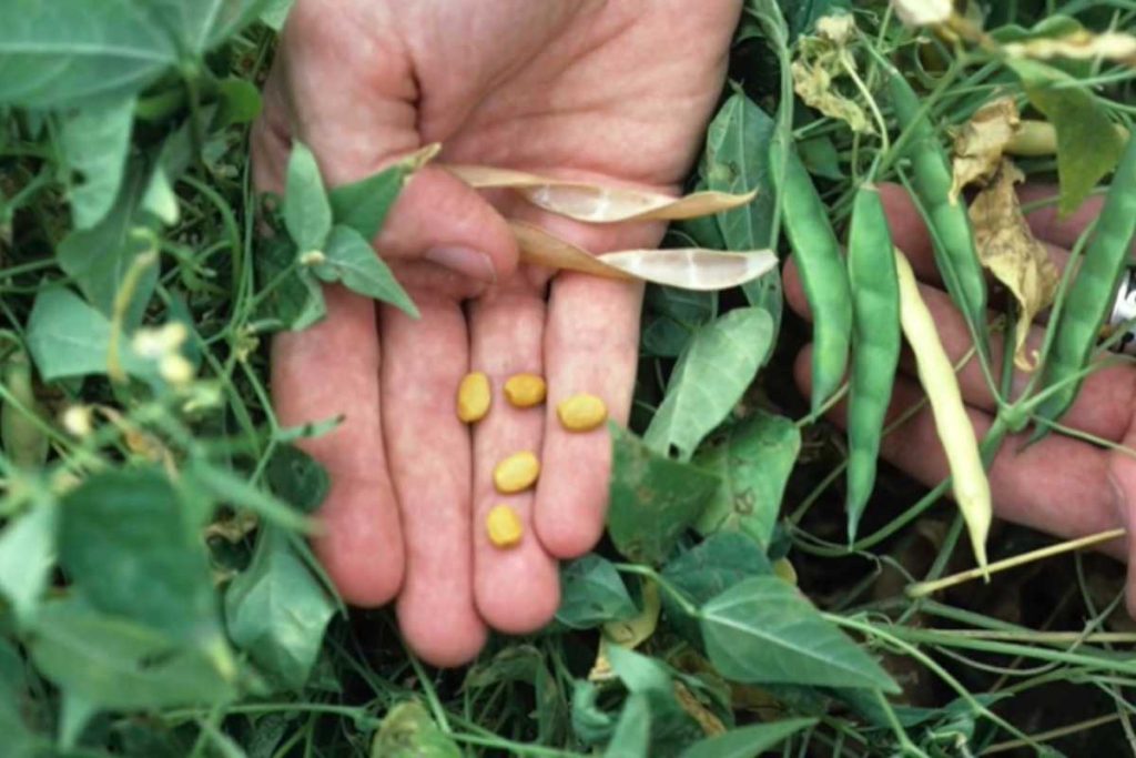 Planta resistente que alimentou povos no deserto por milênios e hoje quase ninguém usa