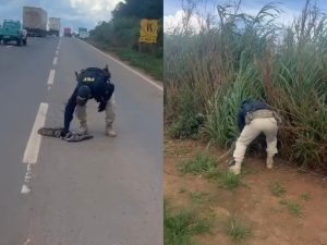 Jiboia foi resgatada pela PRF. (Foto: Divulgação)