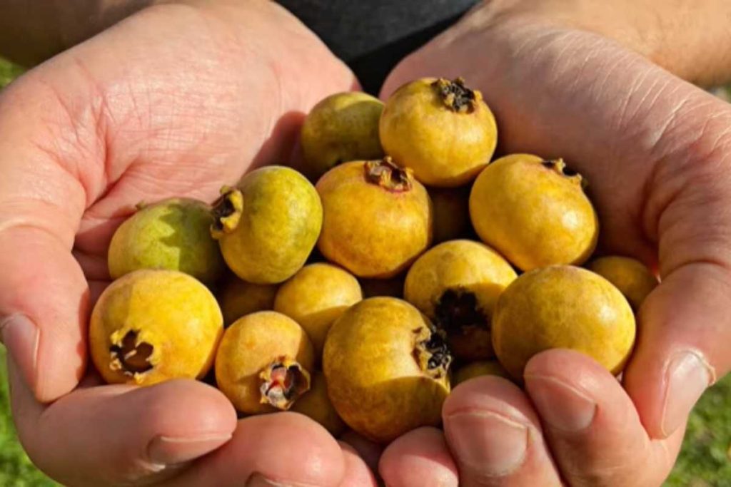Fruta muito comum nos quintais antigos volta a ganhar espaço em jardins