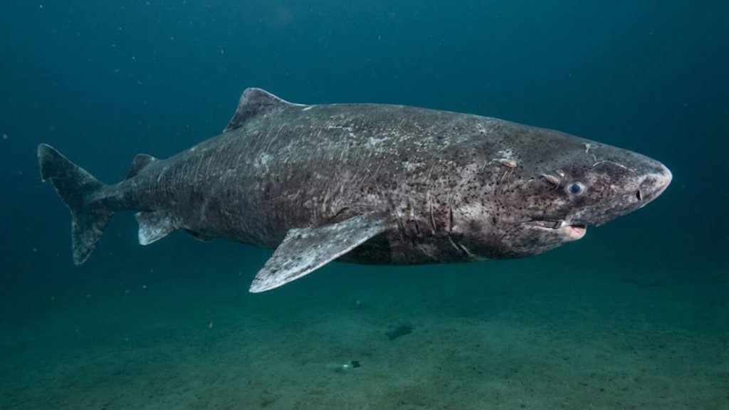 Descoberta histórica: cientistas localizam tubarão de quase 400 anos no oceano, nascido no século XVII