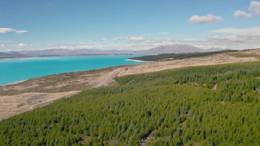 País plantou pinheiros pensando que estava reflorestando, mas criou espécie invasora que reduz a quantidade de água nas bacias hidrográficas