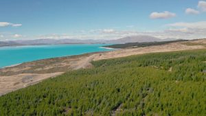 País plantou pinheiros pensando que estava reflorestando, mas criou espécie invasora que reduz a quantidade de água nas bacias hidrográficas