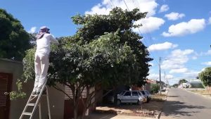 Legislação estabelece distância mínima entre árvores e terrenos vizinhos e prevê multas quando as regras não são respeitadas.