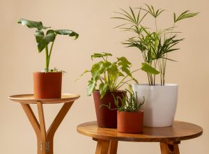 Algumas plantas para apartamentos sobrevivem muito bem mesmo com pouca luz natural