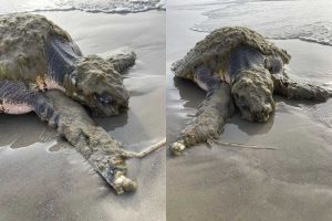 Uma das tartarugas mais raras do mundo aparece na praia