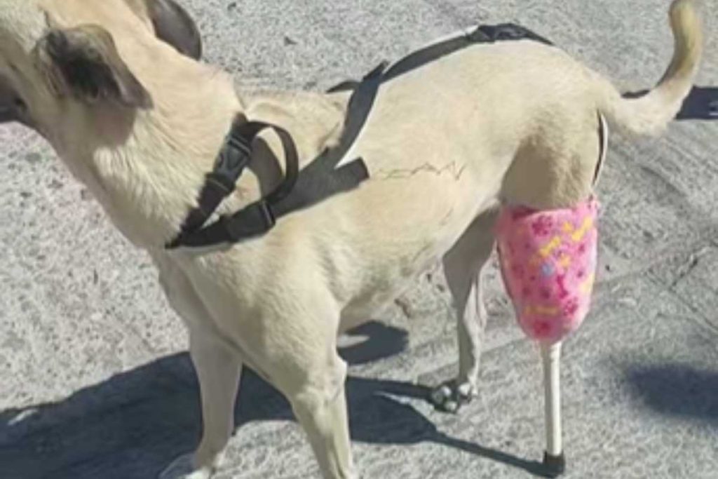 Cachorrinha com diabetes consegue andar novamente graças a uma prótese