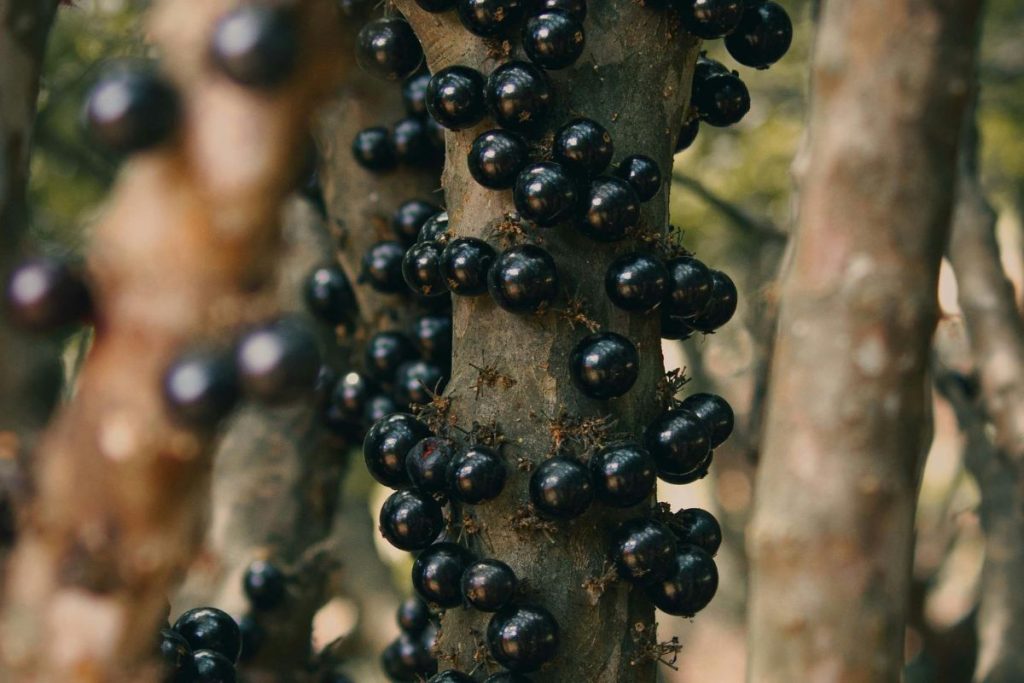 maior pomar de jabuticaba do mundo e surpreende com a produção de vinhos