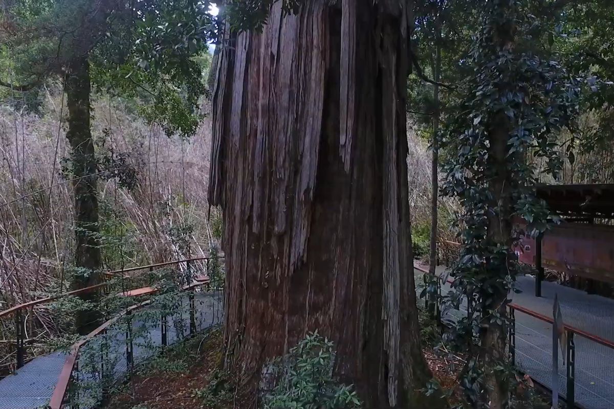 Descoberta surpreende cientistas: rede invisível cheia de vida foi encontrada sob uma das árvores mais antigas do planeta