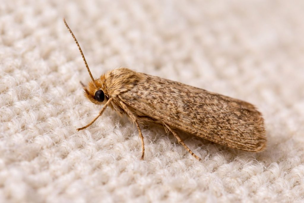 como eliminar as traças que acabam com as roupas