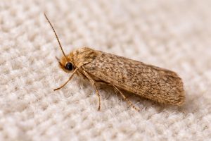 como eliminar as traças que acabam com as roupas