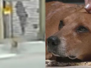 Cão comunitário sofreu queimaduras em quase 50% do corpo. (Foto: TV Anhanguera)