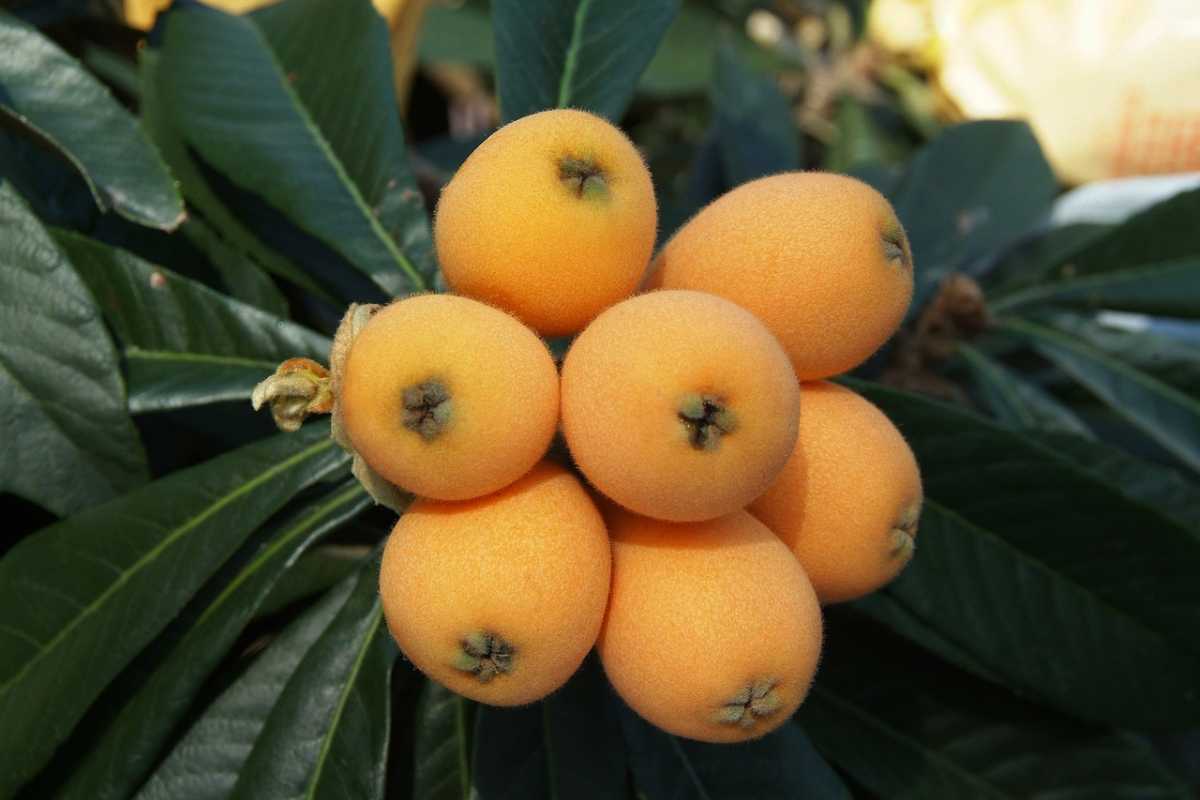 A fruta aveludada que marcava as tardes quentes agora pode ser cultivada em vasos