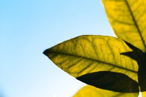 Ter apenas uma folha amarela nem sempre indica doença e pode fazer parte do ciclo da planta