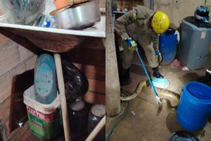 Sucuri de 3 metros é encontrada dentro de casa em Hidrolândia