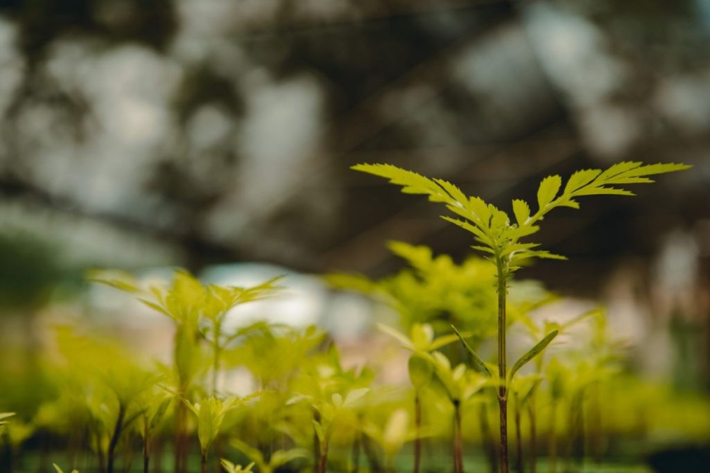 Anápolis fica entre as cidades mais sustentáveis de Goiás e recebe premiação