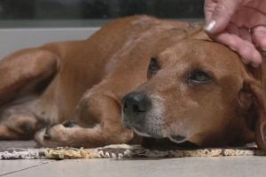 Cachorro atacado com líquido quente
