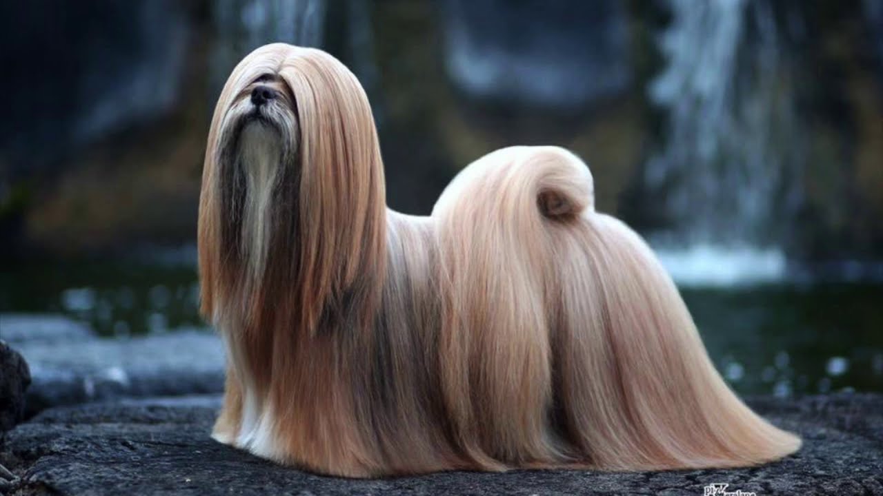 Lhasa Apso nasceu em mosteiros do Tibete e era considerado sagrado. Veja como a raça chegou às casas e virou pet popular.