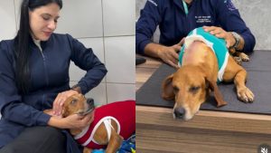 Cão comunitário Johnny está com infecção generalizada.