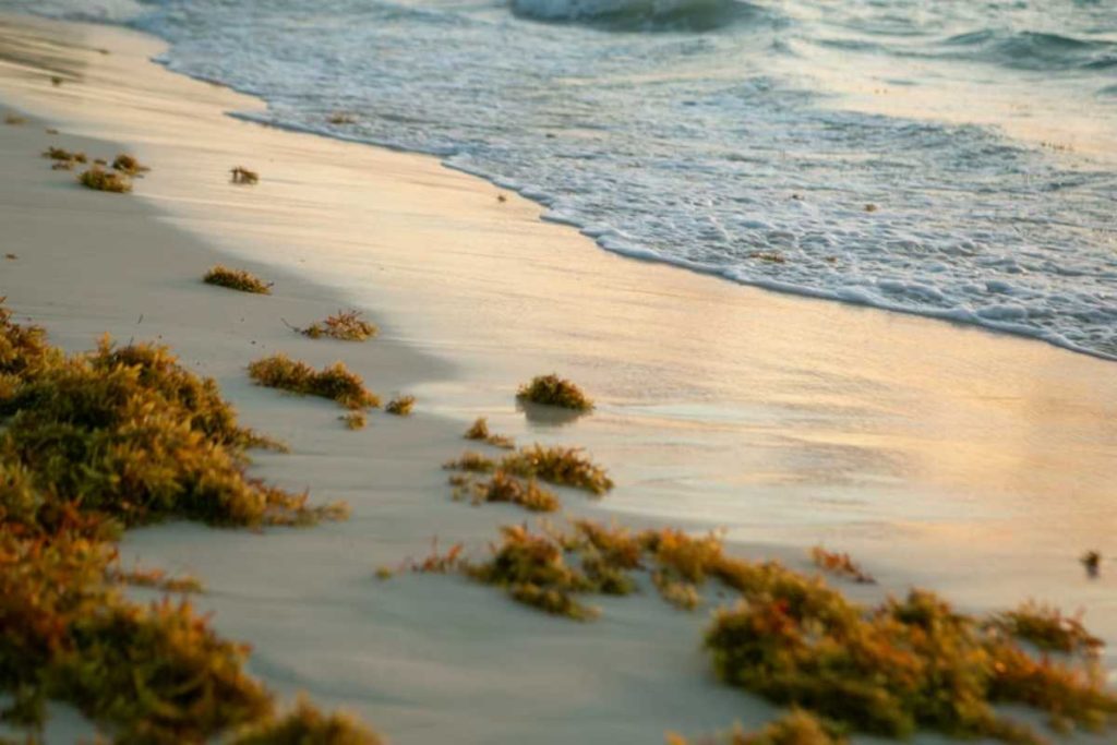 Como o excesso de sargaço no Caribe está virando matéria-prima