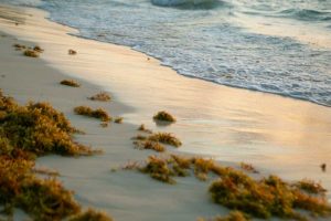 Como o excesso de sargaço no Caribe está virando matéria-prima