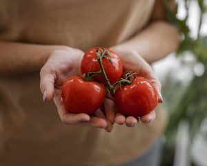 O lugar ideal para guardar o tomate faz toda a diferença na conservação e no sabor