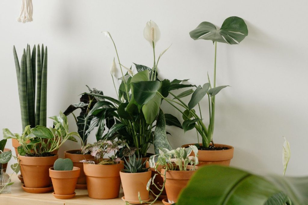 plantas que trazem azar