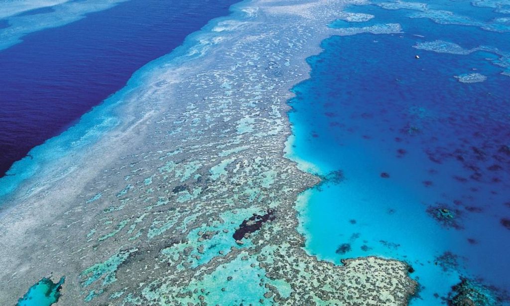 descoberta do maior coral do mundo