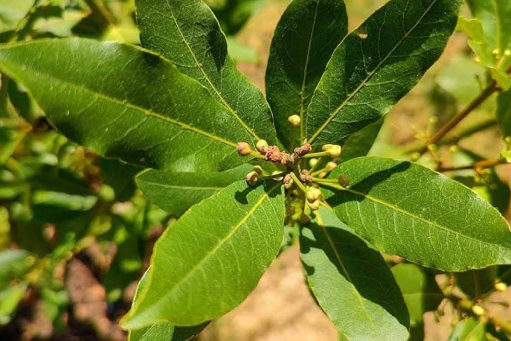 Erva que ajuda a destravar o clico da prosperidade e renovar as energias boas