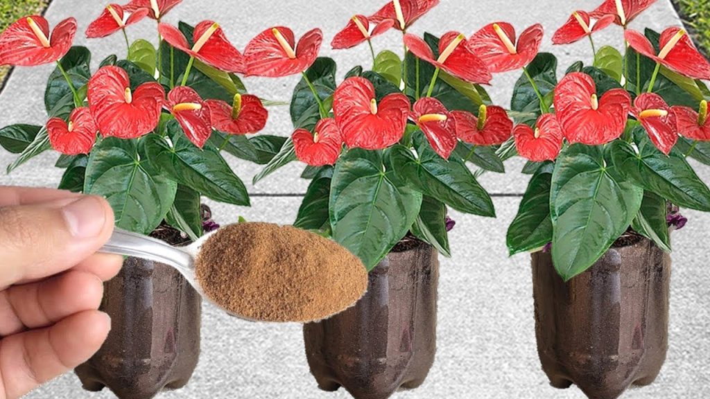 mistura para fazer a planta crescer rápido e florescer bem