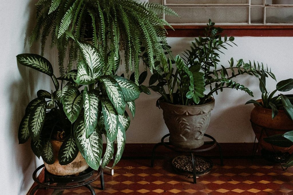 As melhores plantas para ter dentro de casa