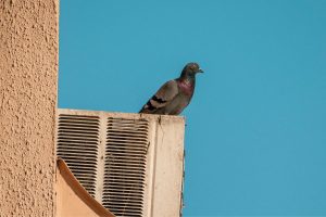 Por que tantos pombos fazem ninhos