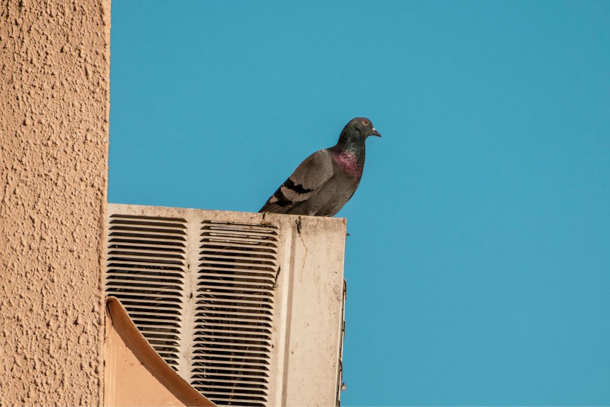 Por que tantos pombos fazem ninhos