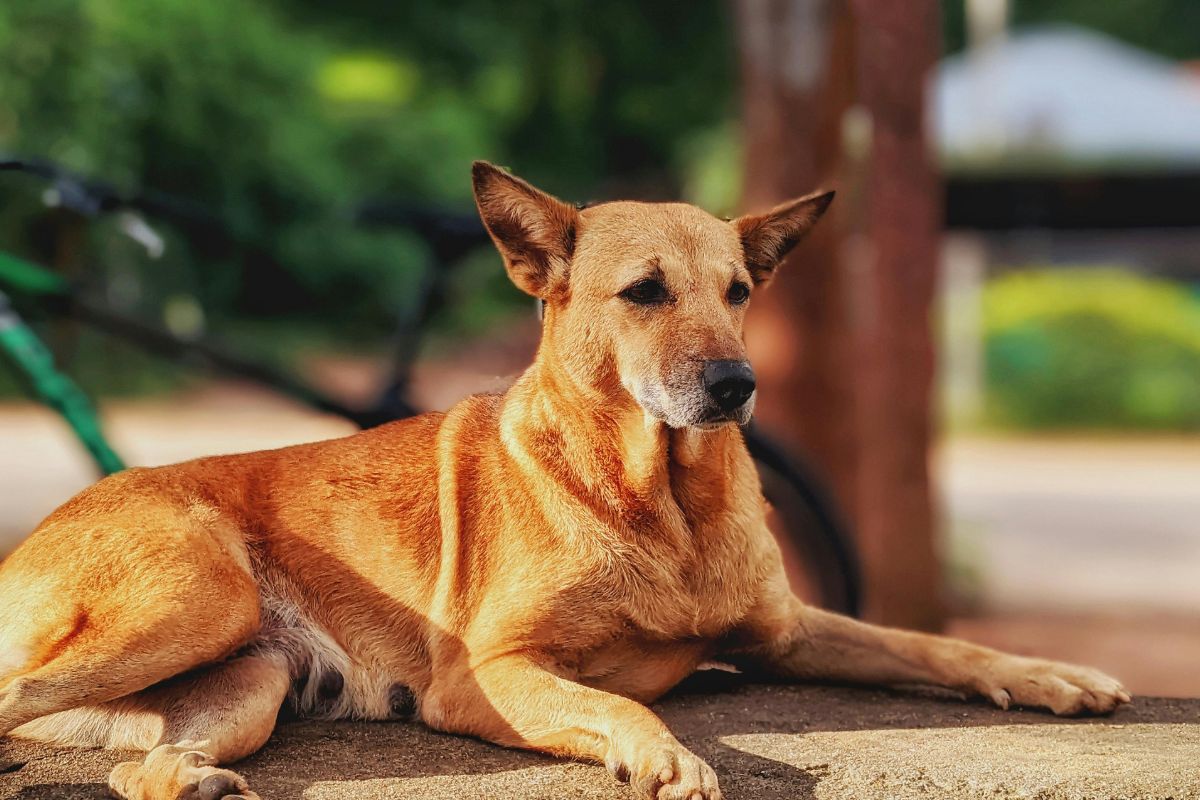 cachorros gostam de ficar deitados no sol