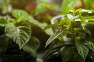 A planta que ajuda na saúde do fígado