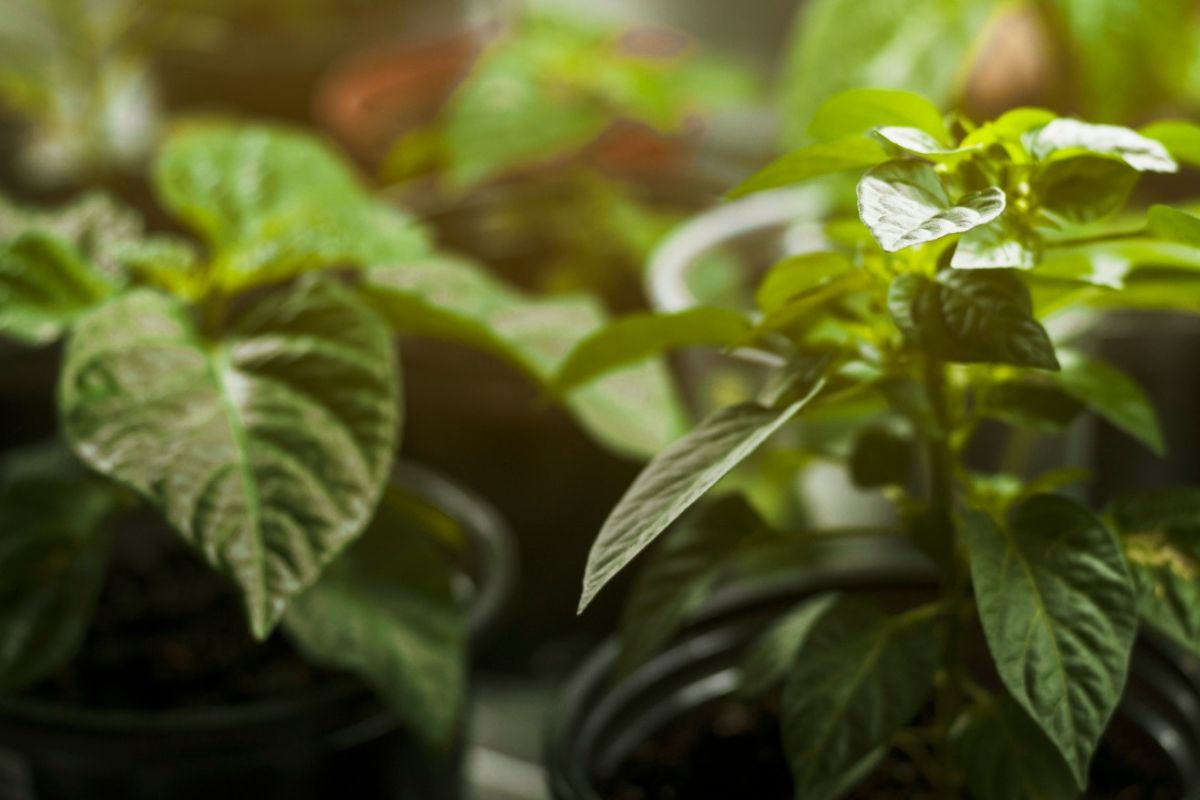 A planta que ajuda na saúde do fígado